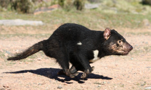 Animal - Tasmanian Devil Devil Wallpaper