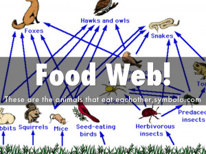 Temperate Grassland Food Web