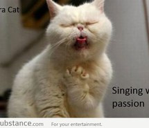 Awesome Cat Opera Funny