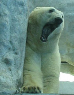 Funny Yawning
