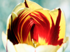 Displaying 19> Images For - I Love You Tulips...