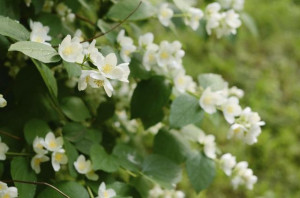 Fast Growing Vine with Flowers