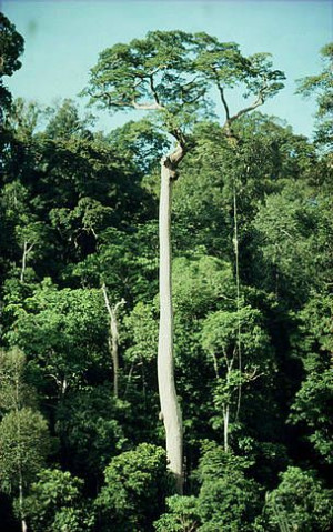 Gunung Leuser, Trees Emergency, Leuser National, Tropical Rainforests ...
