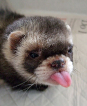 Mocking Ferret | Funny Pictures and Quotes
