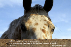 apache and horse quote