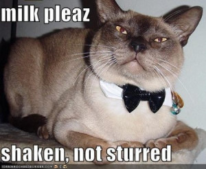Funny cat with bow tie