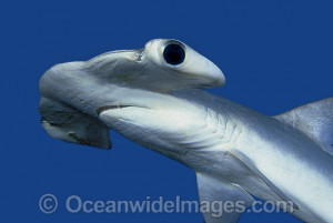 Smooth Hammerhead Shark...