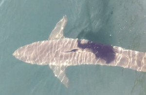 Source Google This shark was photographed near Cape Cod in July