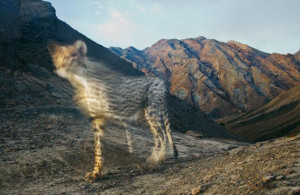 Fotostrecke: Der Gepard - Gejagter Jäger