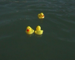 Rubber Ducks Floating Water