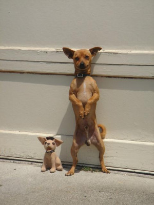 Funny Chihuahua stands on his hind legs.jpg