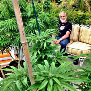 Tommy Chong with weed plants