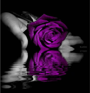 purple-rose.gif#purple%20rose%20in%20hand%20482x498