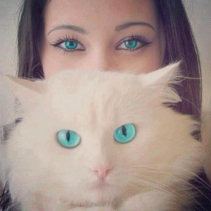 blue, blue eyes, cat, eyes, pretty