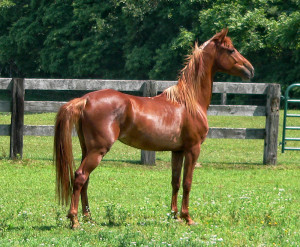 hors pictures horses saddlebred horses pictures saddlebred horses