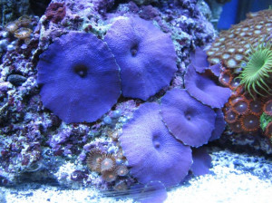 Blue Mushroom corals: Salts Water, Coral Reef, Deep Purple, Saltwater ...