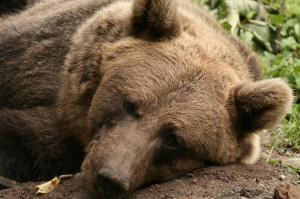 Sad bear (Ursus arctos)