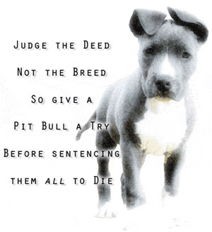 judge the breed not the deed - pit-bulls Photo
