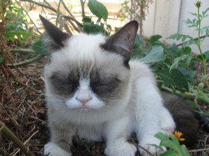 outdoors grumpy cat the daily grump tardar sauce grumpycat
