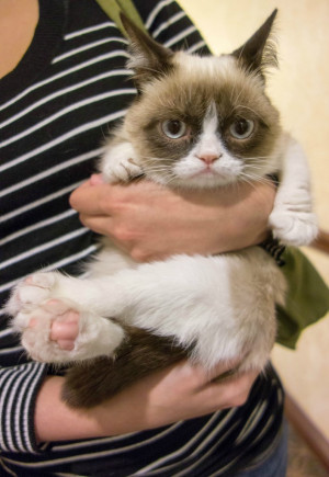 grumpy cat being held as a kitten
