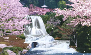 Sagura Japan Cherry Blossom Moving Waterfall image