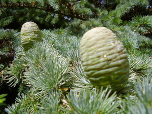Pine Tree Cones Identification