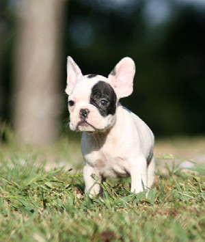 French Bulldog Puppy Pictures