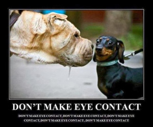 ... dogs and cats fighting,funny dogs and cats quotes,funny dogs at work
