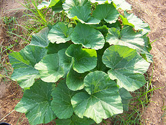 growing acorn squash