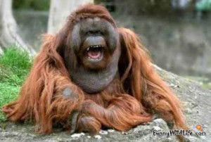Funny Orangutan Funny orangutan meme funny