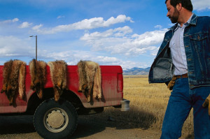 The remains of wolves killed by wildlife officials hang over the side ...