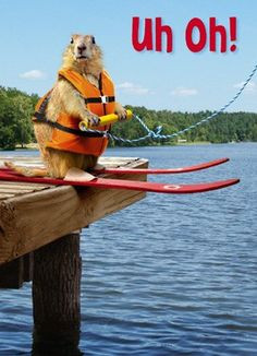 funny, squirrel water ski cute animal, humor Swag: www.cafepress.com ...