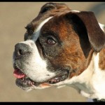 Boxer Dog Funny Quotes