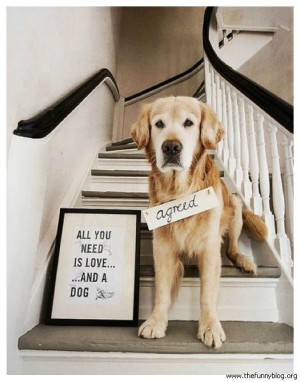 animals-with-sayings-all-you-need-is-love-and-a-dog-agreed-funny-quote ...