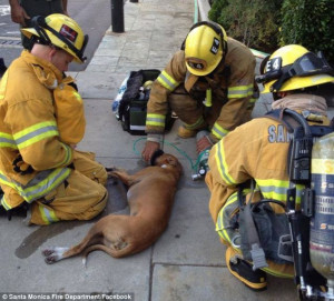 New leash of life: Firefighters in Santa Monica, California pulled an ...