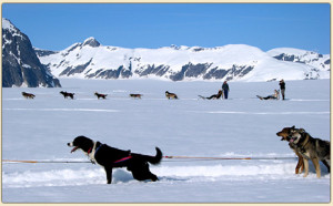 juneau-glacier-dog-mushing