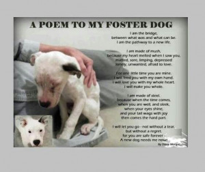 To all those who foster animals