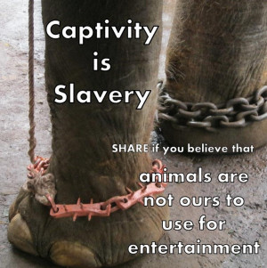 Animals are not ours to use for entertainment.