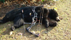 Killing A Bear