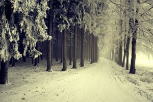 beautiful, forest, nature, snow, winter