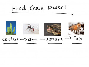 Desert Food Chain