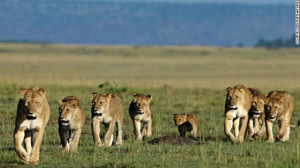 pride of lions on the move. Food is shared out hierarchically within ...