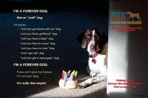 Adopter Finds Love with Older GSP