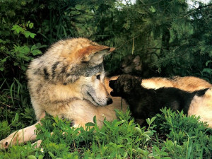 yorkshire_rose Wolf and Pup