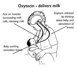 ... : Why do we consider the effect of oxytocin as a positive feedback