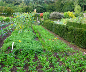 growing+vegetable+garden_garden+landscape.PNG