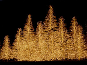 Christmas Christmas Trees