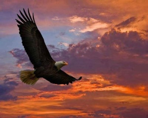 Soaring American Eagle!!