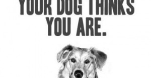 Dog-Picture-Quote-life-good-quotes-sayings-pics-375x195.jpg