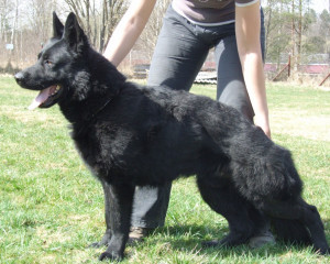 The Gsd Working Breed Lot